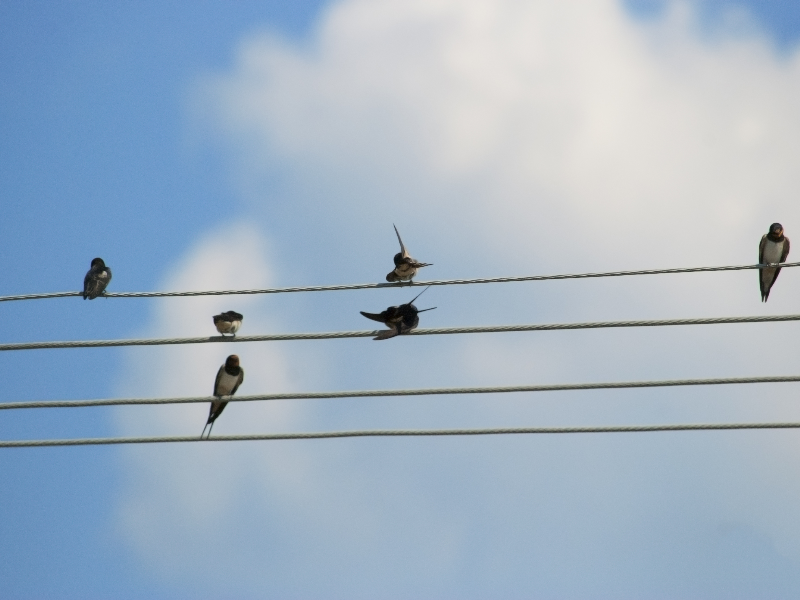 Sky Background With Birds Sitting On Wire