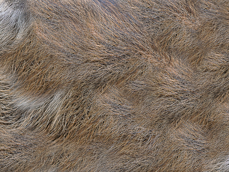 Spines Fur Texture Free