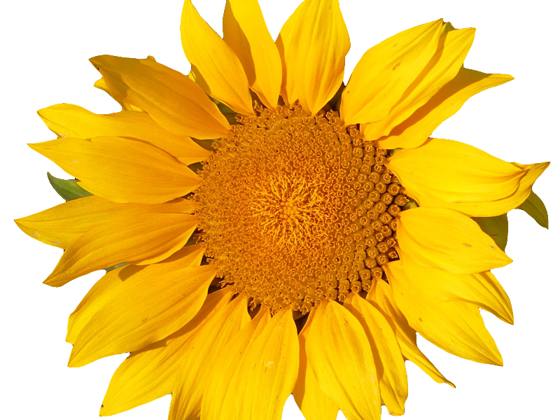 Sunflower Isolated Object Png