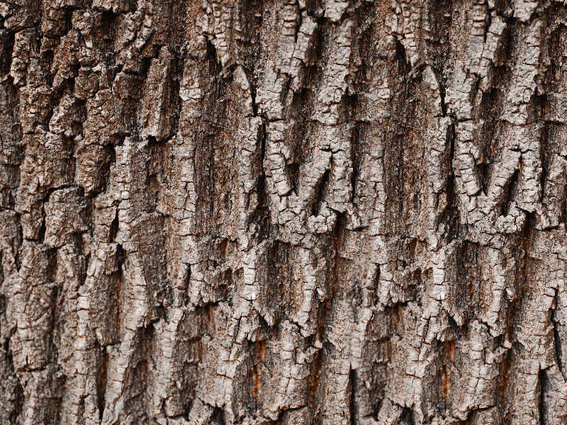 Tree Bark Texture For Photoshop text effect