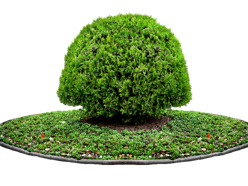 Tree PNG Plant For Photoshop