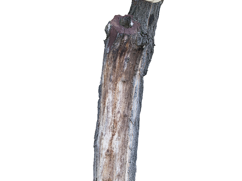 Tree Trunk PNG Image