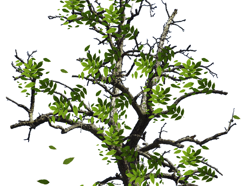 Tree With Green Leaves Isolated Object Png