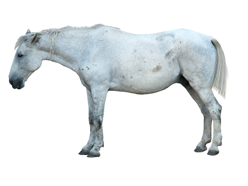 White Horse PNG Image