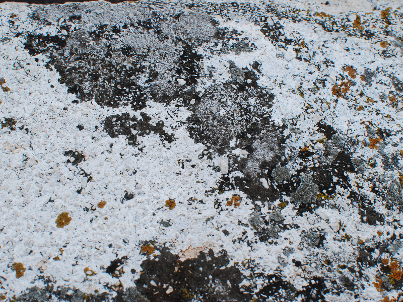 White Lichen Rock Free Background