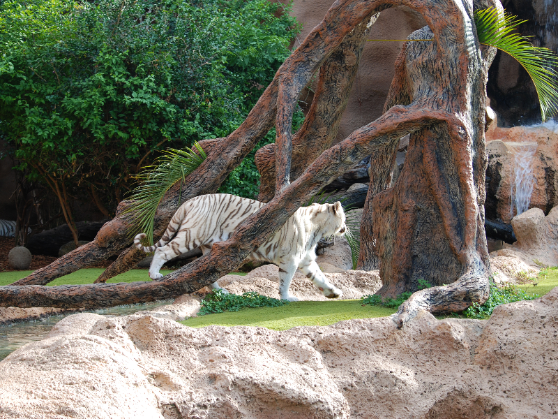 White Tiger In Jungle Forest Stock Image