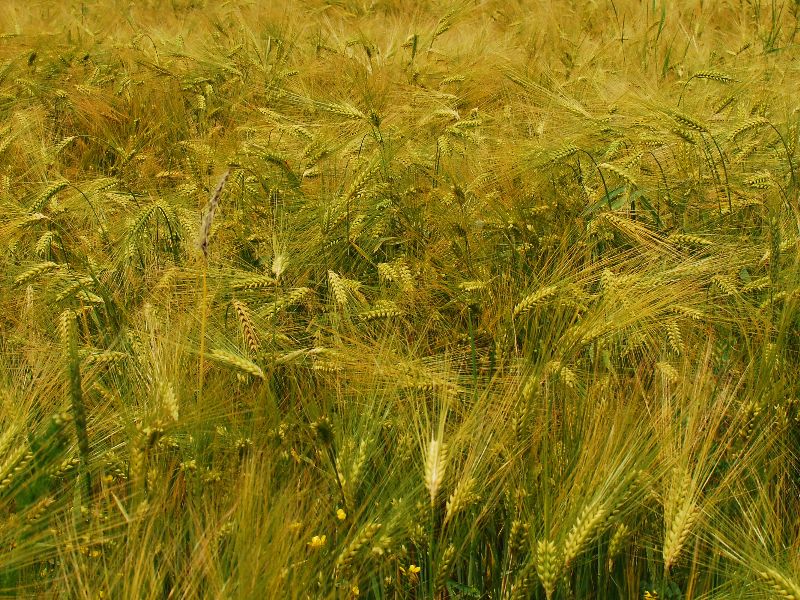 Yellow Wheat Field Background